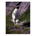 Rocky mountain goat postcards