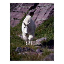 Rocky mountain goat postcards
