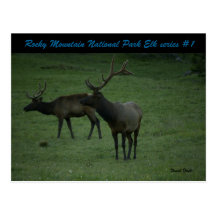 Rocky Mountain National Park Elk series #1 Postcard