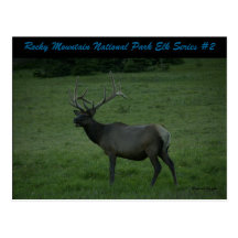 Rocky Mountain National Park Elk Series #2 Post Card