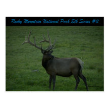 Rocky Mountain National Park Elk Series #3 Postcards