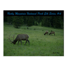 Rocky Mountain National Park Elk Series #4 Post Card