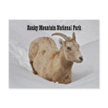 Rocky Mountain National Park Wildlife Postcard