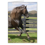 Rocky Mountain Stallion Cards