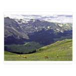 Rocky Mtn NP CO Postcard