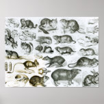 Rodentia-Rodents or Gnawing Animals posters