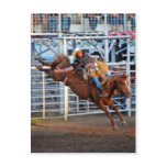 Rodeo! Post Cards