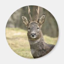 Roe Deer Buck Magnet