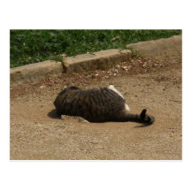 Rolling Cat Post Card