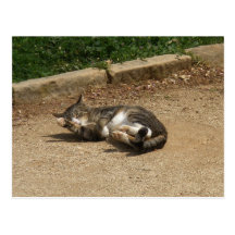Rolling Cat Post Cards