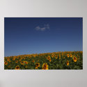 Rolling flowers posters