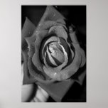 Romance Print