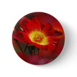 Romance rose and meaning buttons