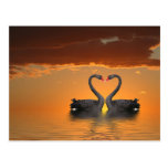 Romancing Swans Postcard