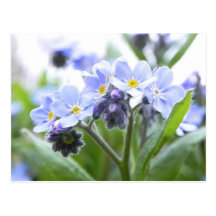 Romantic Forget Me Nots Post Card