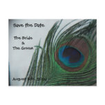 Romantic Peacock Feathers Save the Date Postcard