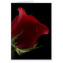 Romantic Rose Cards