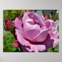Romantic Rose Print