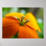 Romantic Siberian Wallflower Bloom Poster
