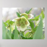 Romantic Spring Flowers - Hellebores! posters