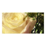 Romantic white rose custom photo card