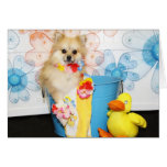 Romeo - Pomeranian -1 Cards