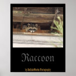 Roofie Racoon Poster posters