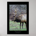Roosevelt Elk posters