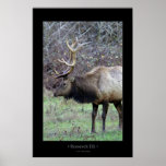 Roosevelt Elk Poster