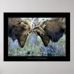 Roosevelt Elk Sparring