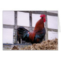 ROOSTER cards