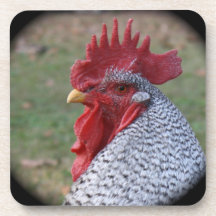 Rooster Coaster