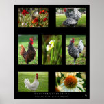 "Rooster Collection" posters
