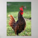 "Rooster Glow" Poster