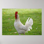 "Rooster on the Green" Posters