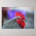 "Rooster Portrait" posters