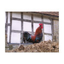 ROOSTER postcards