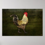 Rooster Poster