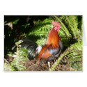Rooster - Red Jungle Fowl cards