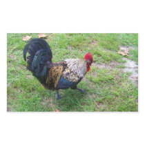Rooster Rectangle Stickers