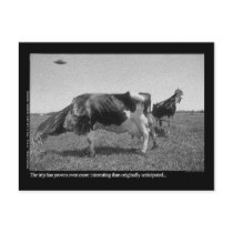 Roostercows Postcard