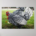 "Roosters of a Feather" Print