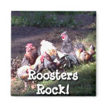 Roosters Rock!