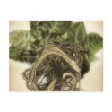 Roots 1 - Fine Botanical Art postcards