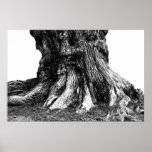 Roots Posters