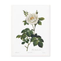Rosa alba flore plena post cards