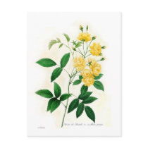 Rosa banksii postcard