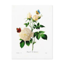 Rosa bengale post cards