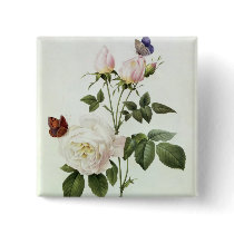Rosa: Bengale the Hymenes Button