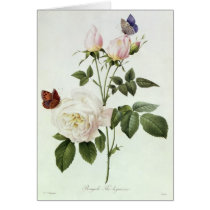 Rosa: Bengale the Hymenes Cards
